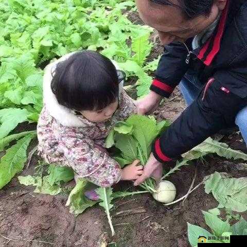 旅行者和丽莎拔萝卜:一段充满趣味与挑战的田园之旅