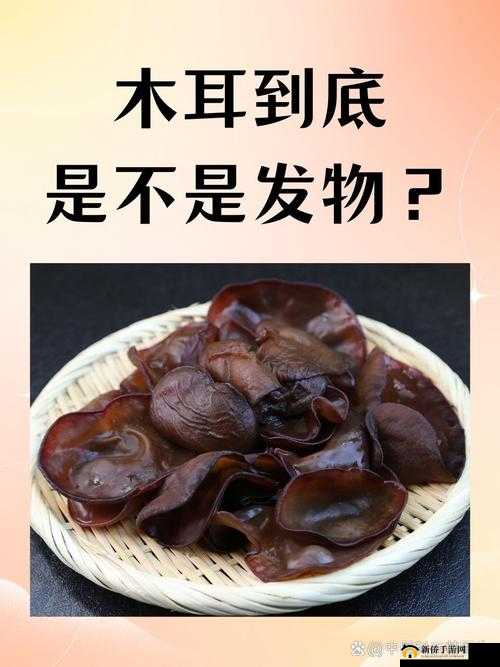 关于黑木耳网的独特视角与相关内容探讨