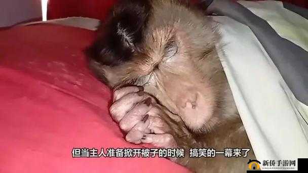 人生猴子:他们不盖被子的原因竟是这个