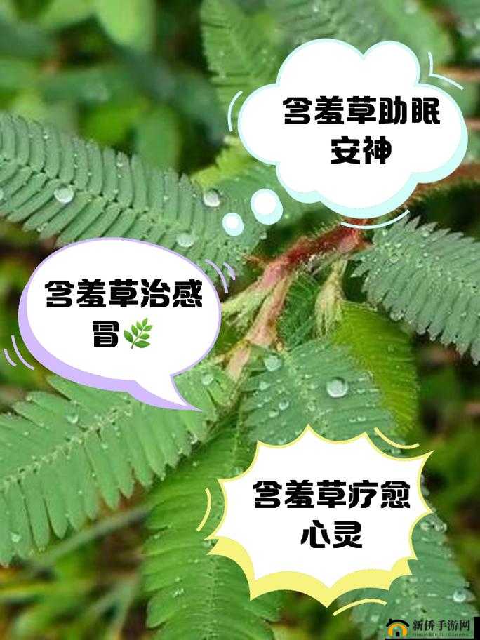 含羞草一路二路三路:探寻它们背后的独特风景与故事