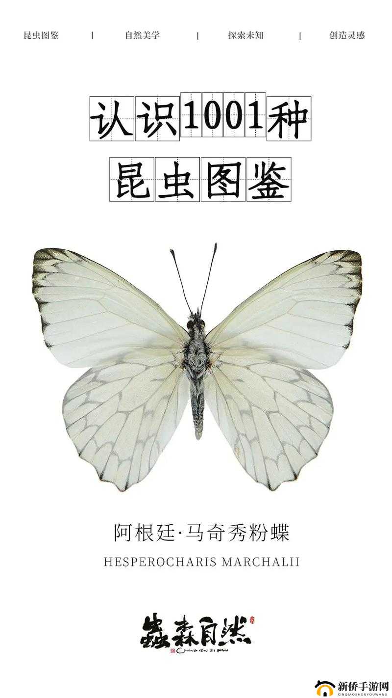 女生稀有的蝴蝶比特征:美丽独特且令人惊叹的存在