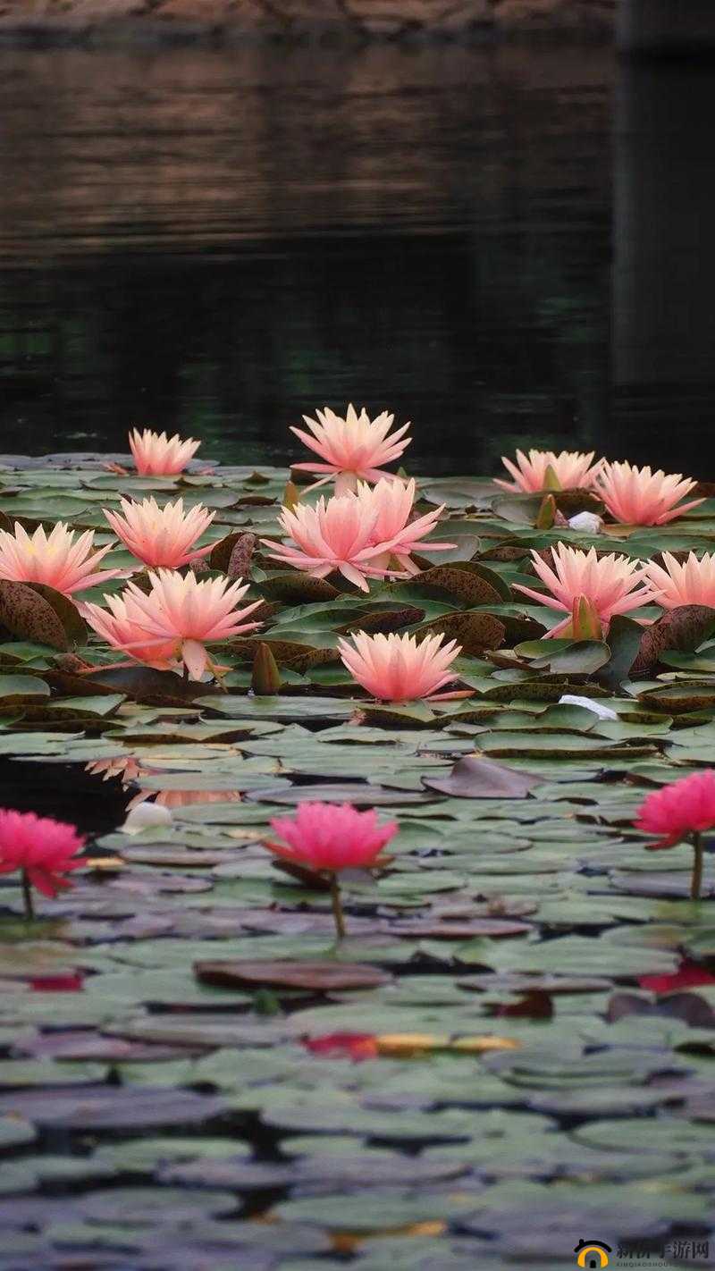 两瓣红莲今夜开一池碧水盼君浴：解析其蕴含的诗意与情感