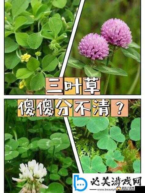 成品人与精品人区别在四叶草中如何具体体现探讨