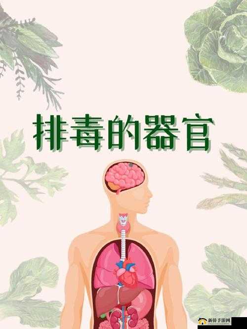 顶级村医第五章排毒要吸:探寻排毒背后的秘密与方法