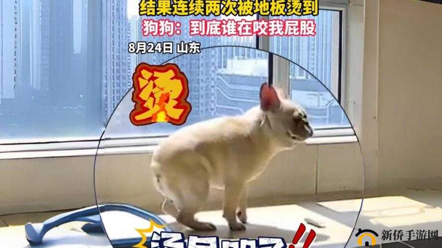狗狗身上出现又硬又烫又臭的东西该怎么办呢