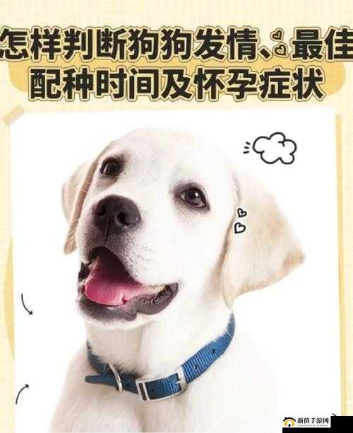 狗狗配人究竟该如何正确进行：相关探讨及注意事项