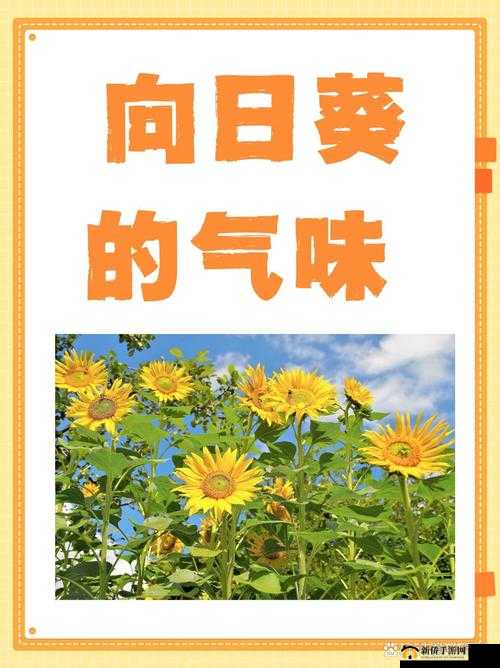 丝瓜草莓向日葵：大自然馈赠的美味与美丽之选