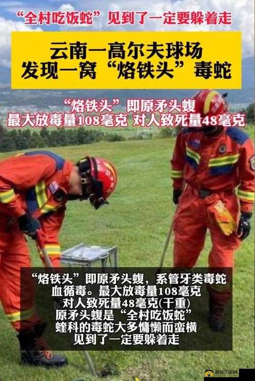 云南腾冲发现一窝烙铁头：这一发现具有重要生态意义