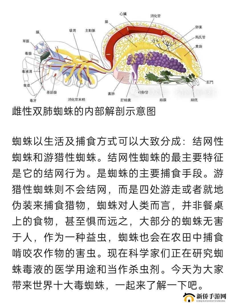 神角技巧解除蜘蛛毒办法 解毒小秘密一览
