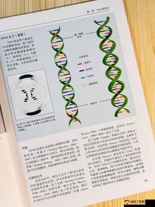 探索多 P 大杂交的奥秘:遗传学与生殖健康的交叉领域