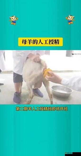 羊的水门能日吗:探究羊的生殖行为和生理结构