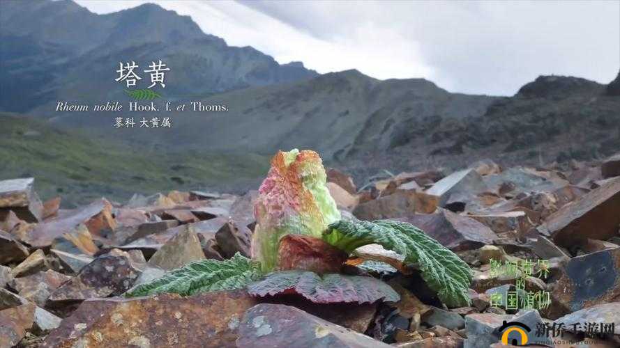 黄肉主题的精彩视频:探索独特的植物世界