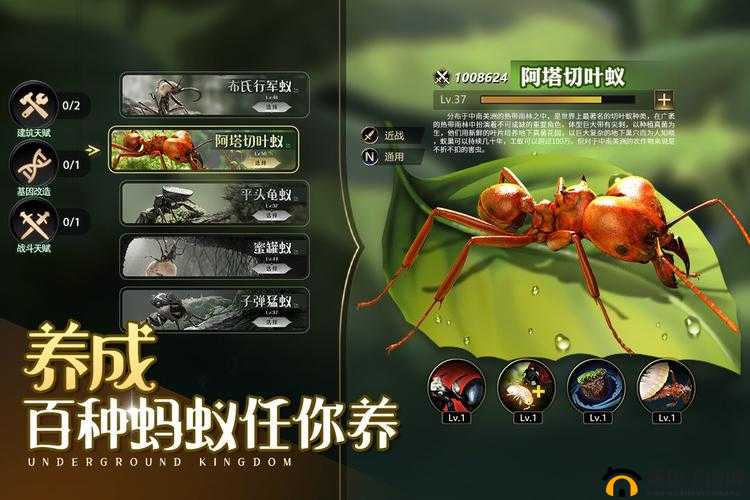 小小蚁国,揭秘最强猎虫蝽的制胜之道