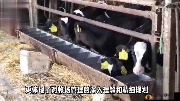 Zoomkool 牧场视频猪:带你领略真实的牧场生活