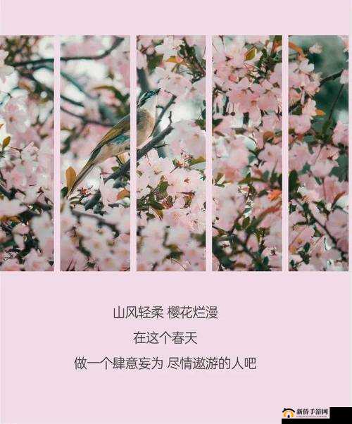用我的手指拨动你的心弦樱花:开启一段浪漫的心灵之旅