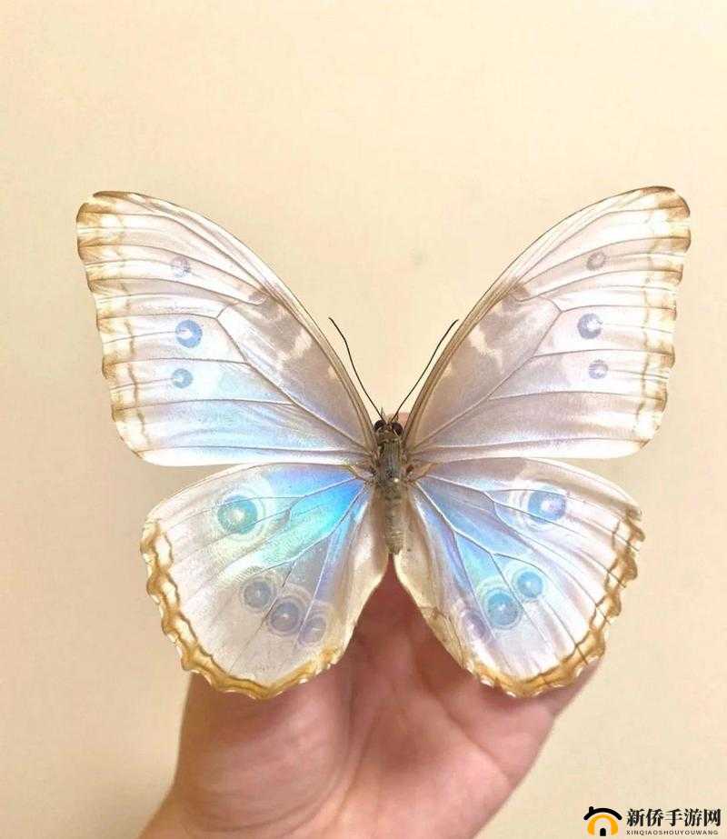 女生的蝴蝶比是罕见的吗:盘点那些拥有罕见蝴蝶比的女性