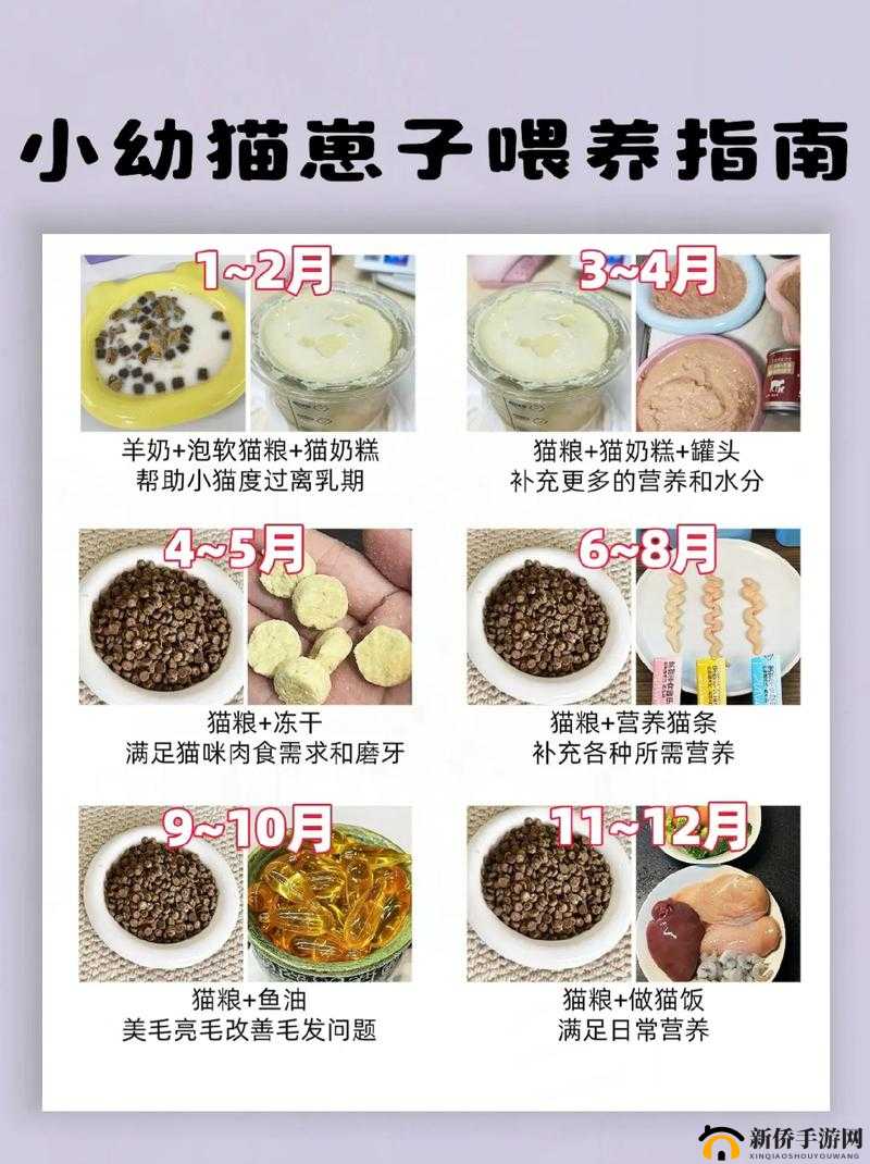 小森生活野猫喂食操作流程详解