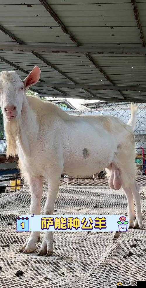 大公种配小羊的科学养殖技巧与经济效益分析：如何实现高效繁殖与收益最大化