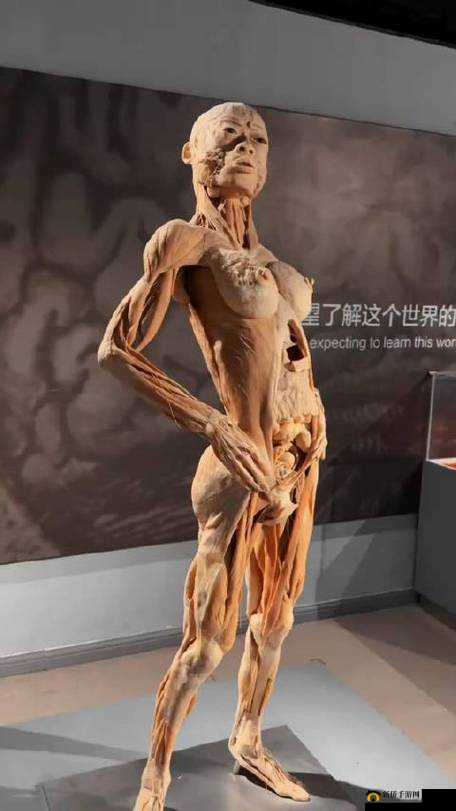 科学家成功制作美女标本,这是真实的吗?