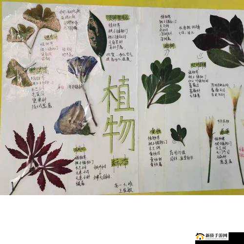 如何制作植物标本?详细步骤和注意事项解析