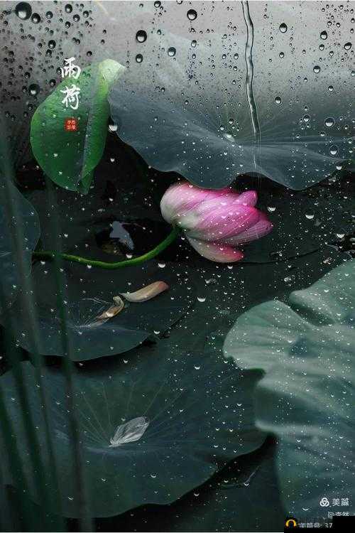 船上弄雨荷 30 集在哪能免费观看？快来寻找答案