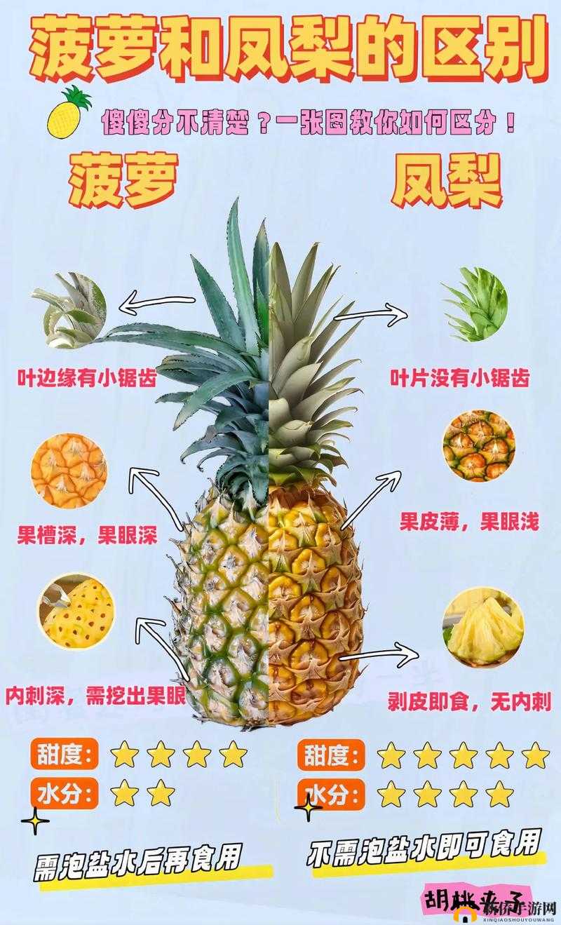 大菠萝官网福建2024到底是什么？其相关内容为何如此引人关注？