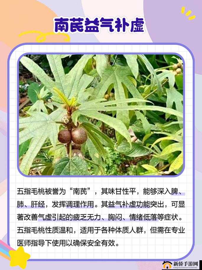 五指毛桃真的有壮阳功效吗？探究其壮阳作用的真相到底如何？