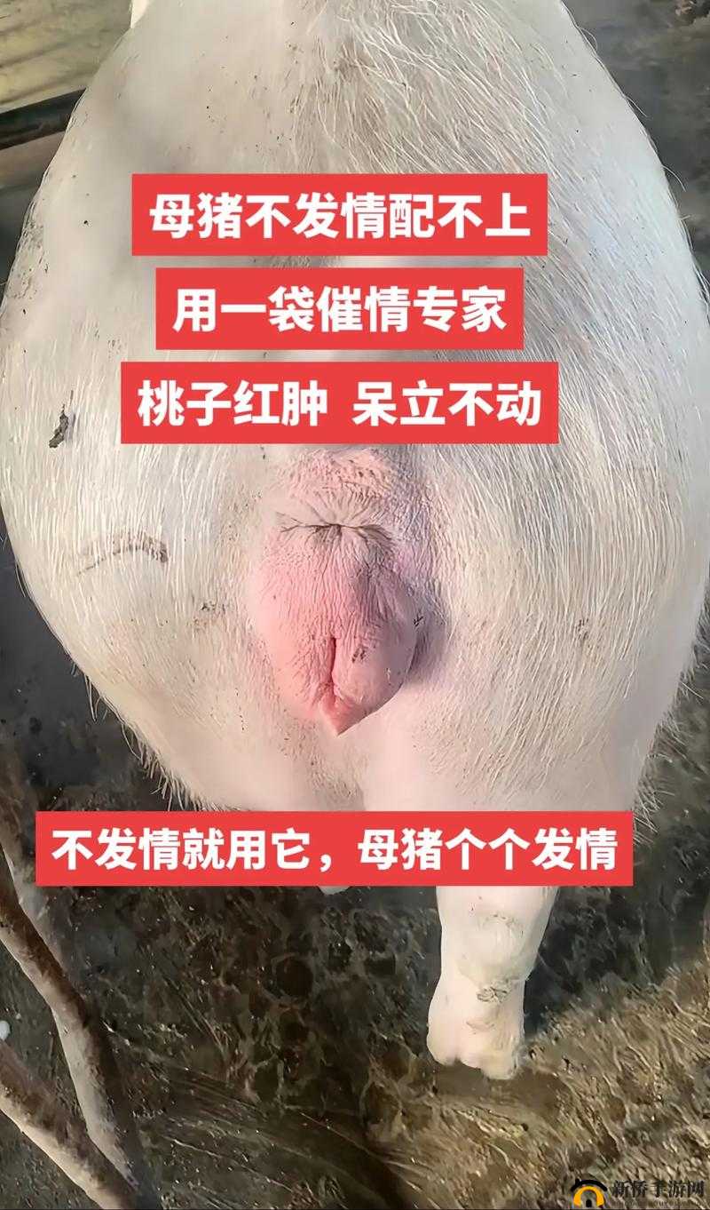 大水门母猪养殖技巧与常见问题解答：如何提高繁殖效率与健康管理