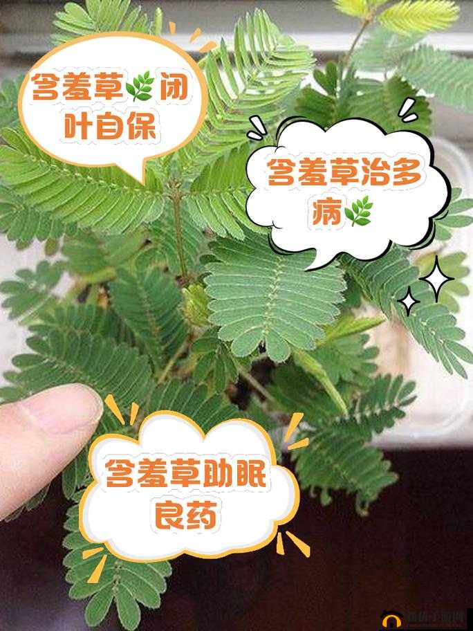 如何利用含羞草实验视秀恩爱？这些技巧你必须知道