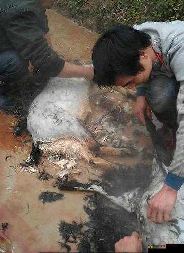 支配的教坛牧化师 1 杀到 5 杀全过程，究竟有着怎样的震撼表现？快来一探究竟