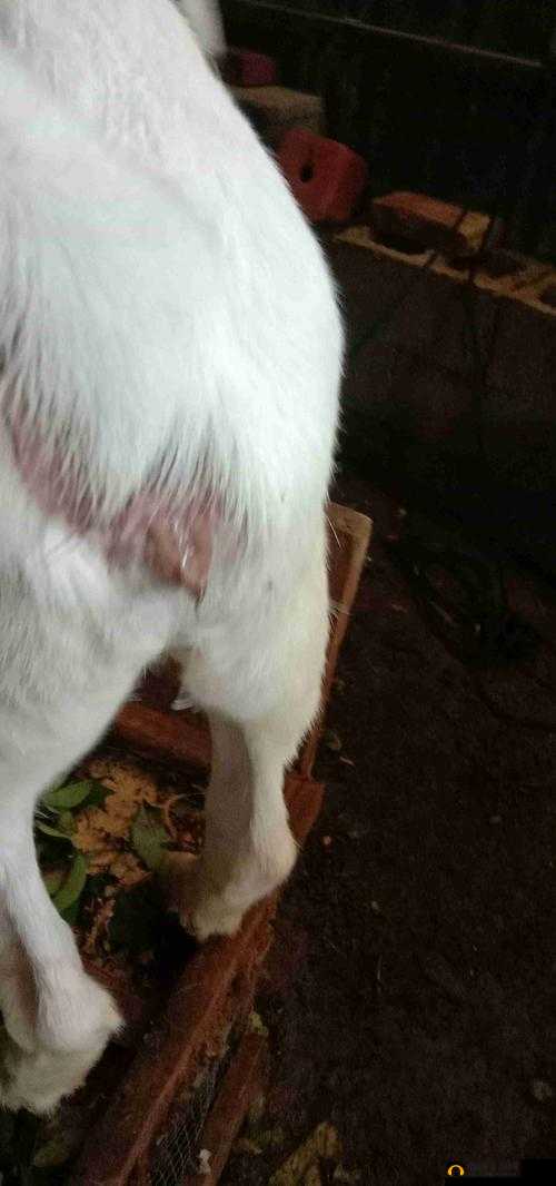 母羊的水门能插直径多大的管？养殖户必知的实用技巧与安全操作指南