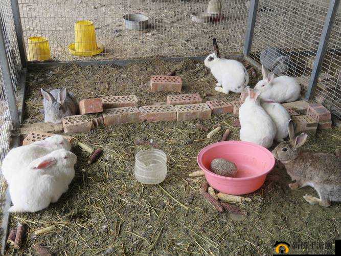 云梦四时歌灵兔怎么喂养？庭院灵兔喂食玩法全解析