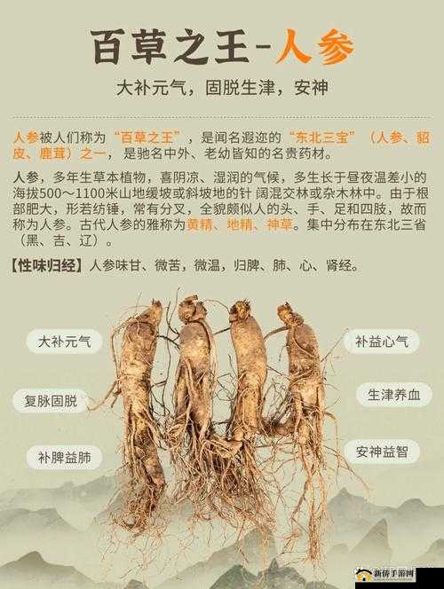 光芒妖恋奇谭人参怎么得？人参素材作用及获取途径