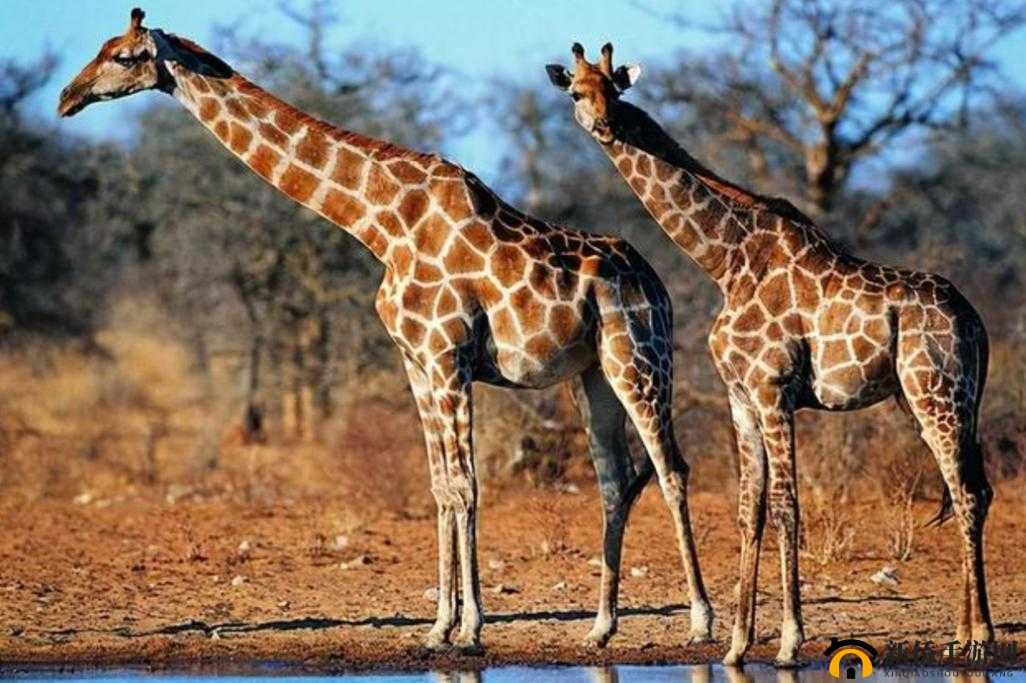 无尽远征璜铯长颈鹿怎么获得？坐骑璜铯长颈鹿领取方式深度解析